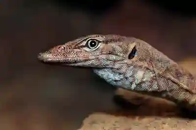 스마트 모니터 TV M5 M7 M8, 플스와 완벽한 조화를 이루는 이유는?