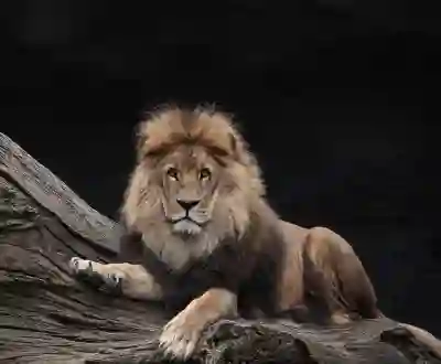 대구삼성라이온즈파크 내야석과 외야석 비교하는 꿀팁