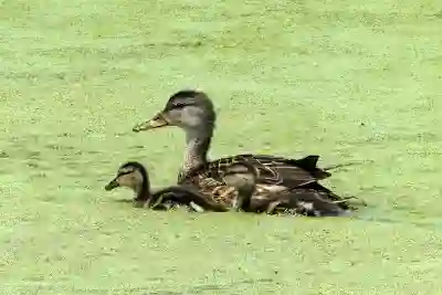 유튜브 프리미엄 가족 동시접속을 위한 꿀팁 알아보자