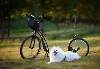 NIU NPRO 전기스쿠터 스펙 살펴보기