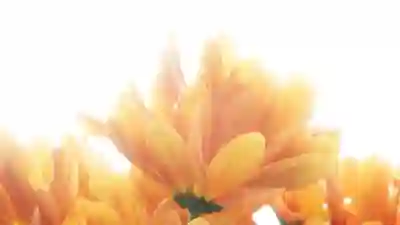 LG 알뜰폰 요금제 추천 아이폰 맞춤 유모바일 빽다방 및 아이핏 요금제