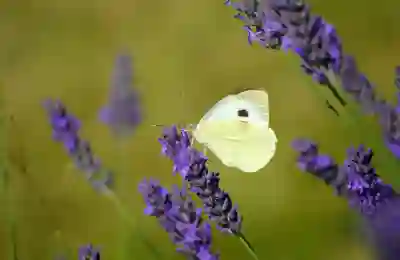 PDF 한글로 변환 무료 사이트 확인