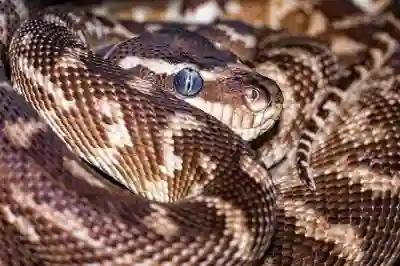 PYTHON 파이썬 아나콘다 r프로그래밍 설치 방법 알아봄