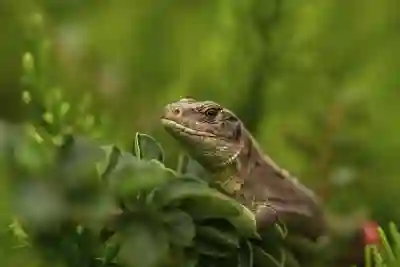 노드 VPN 사용법 해외에서 올림픽 중계 보기