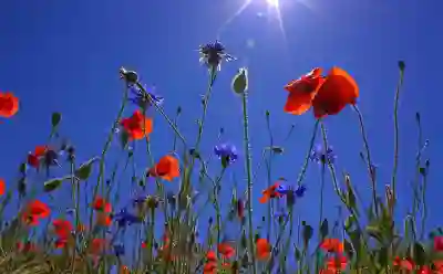 SQL 이란 뜻 전문가 자격증 종류 활용 분야 찾아봄