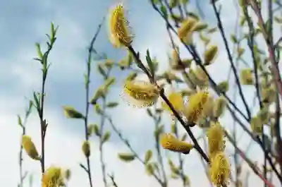 갤럭시버즈3 프로 갤럭시 버즈3 스펙 차이 비교