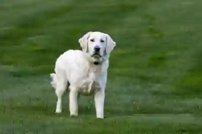 보스 QC 울트라 이어버드 노이즈캔슬링 블루투스 이어폰 추천이유