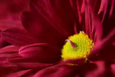 아이폰 iOS 17.5.1 업데이트 후 사진 버그 해결하는 꿀팁