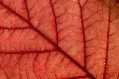 애플TV 4K 가격과 출시일 살펴보자