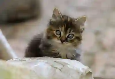 우체국 등기번호 조회 및 확인하는 방법과 주의사항 알아보자